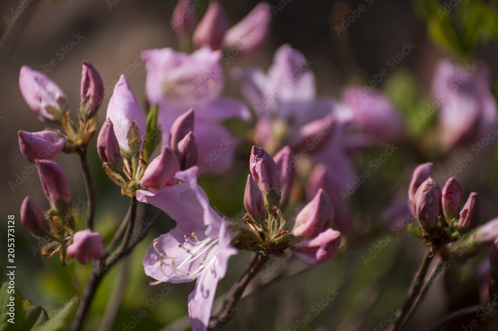 rhododendron flowers on a green background rhododendron flowers on a green background
