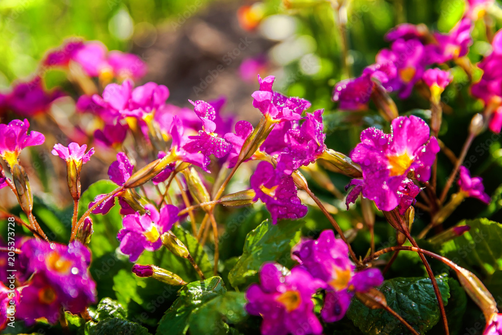 Primrose Primula with pink flowers. Inspirational natural floral spring or summer blooming garden or park under soft sunlight and blurred bokeh background. Colorful blooming ecology nature landscape