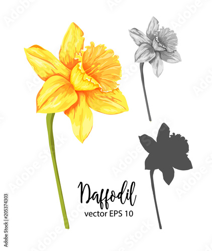 Vector daffodil, narcissus flower set