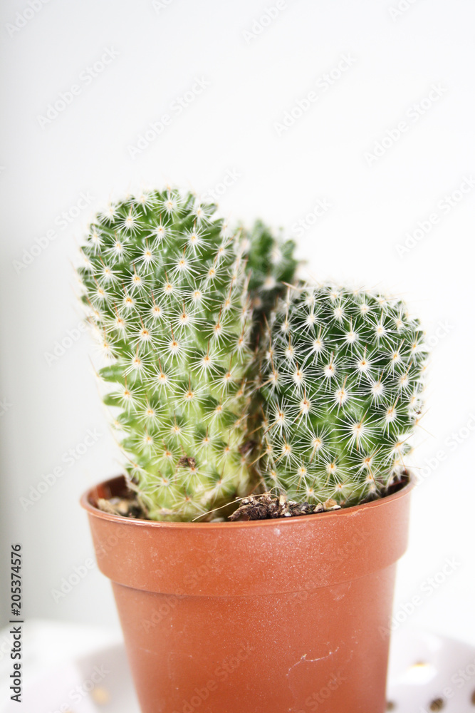 Primo piano mini cactus