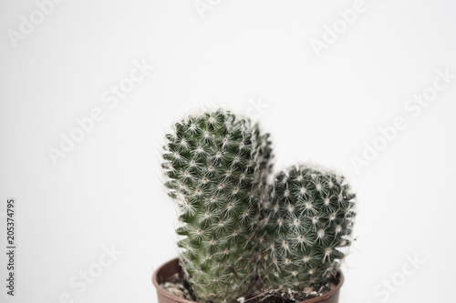 cactus minimal