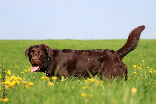 brown labrador is standing on a field with dandelions