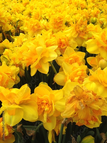 fiori gialli, prato