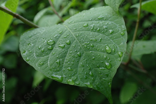 Blatt mit Wassertropfen