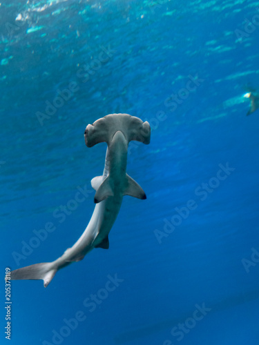 Isolated young hammer shark- Red sea Israel