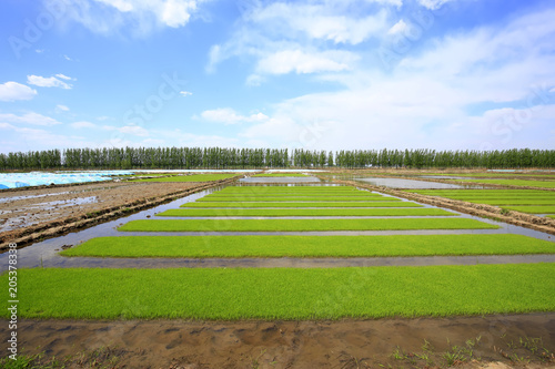 Seedlings of rice in rice fields