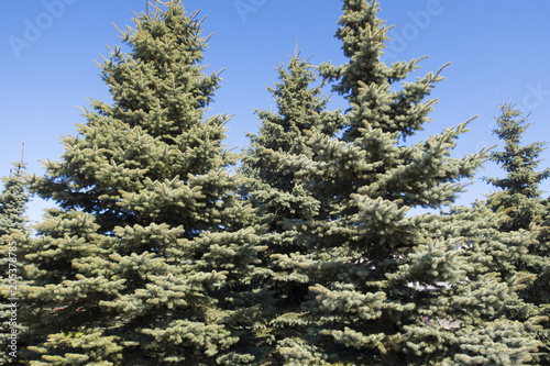 Beautiful tall conifer trees ate on the sky background © Anatasia