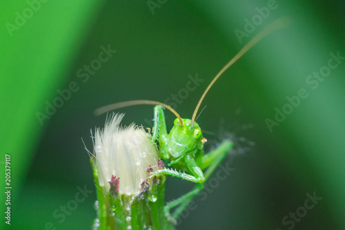 green grasshopper in the grass