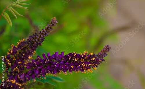 Inflorescence buddlei in the spring. photo