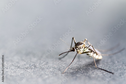 Anopheles sp. is a species of mosquito in the order Diptera, Anopheles sp. in the water for education. © sinhyu