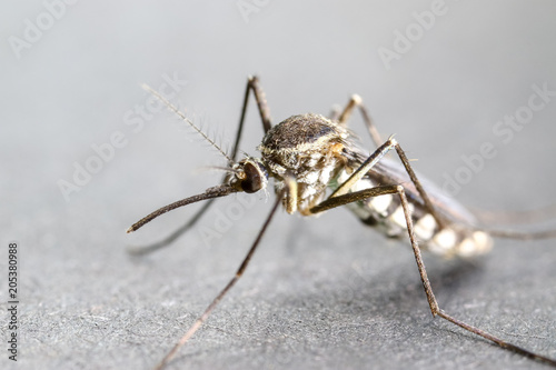 Anopheles sp. is a species of mosquito in the order Diptera, Anopheles sp. in the water for education.