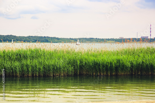 A small white sailboat floats on a large lake against the white sky, green  reeds in the foreground photo