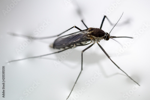 Anopheles sp. is a species of mosquito in the order Diptera, Anopheles sp. in the water for education. © sinhyu