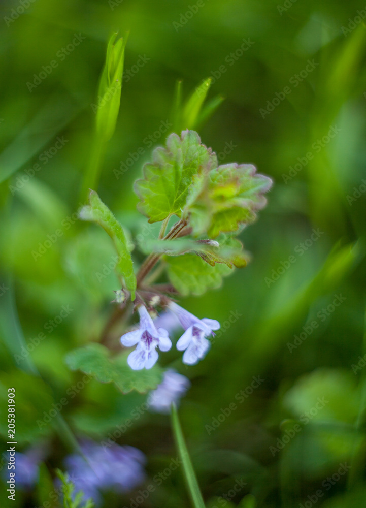 Purple flowers and leaves on the blurred background Purple flowers and leaves on the blurred background