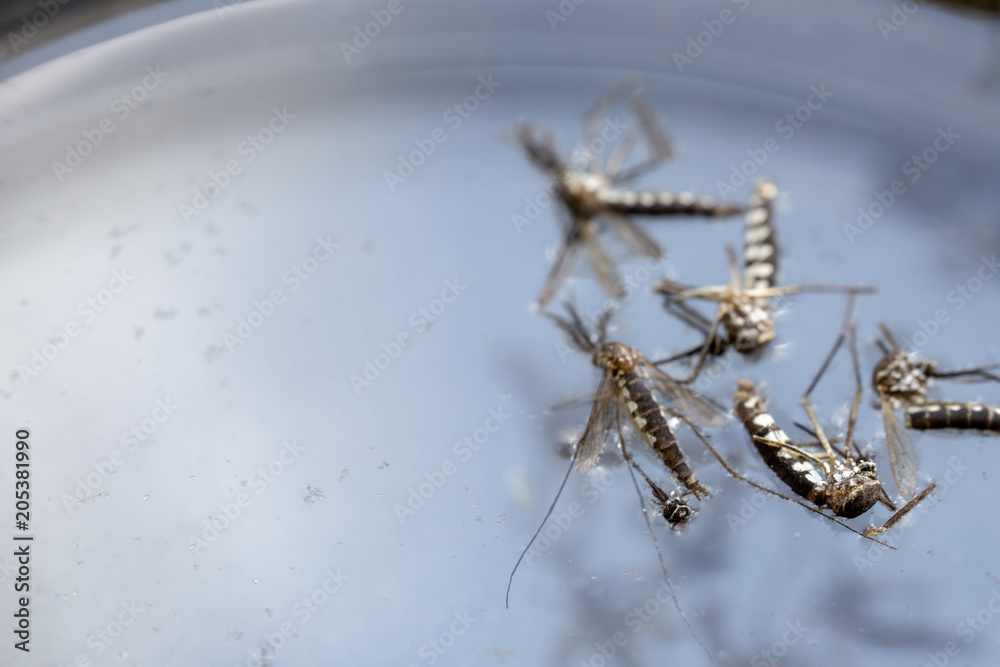 Anopheles sp. is a species of mosquito in the order Diptera, Anopheles sp. in the water for education. Anopheles sp. is a species of mosquito in the order Diptera, Anopheles sp. in the water for education.