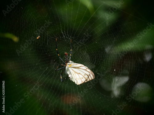 A spider on web in Baan Grang, Kangkrachan forest, Petchburi photo