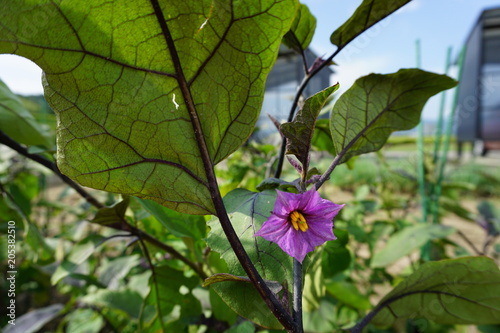 Fototapeta Naklejka Na Ścianę i Meble -  花, 植える, 自然, 緑, ピンク, 葉, サマータイム, 庭, 葉, 花, とぶ, 全盛期, マクロ, 植物, 赤, 黄色, 白, 草, 美しさ, 紫, 咲く, すごい, 花, なす, ナス, 紫, 野菜, やさい