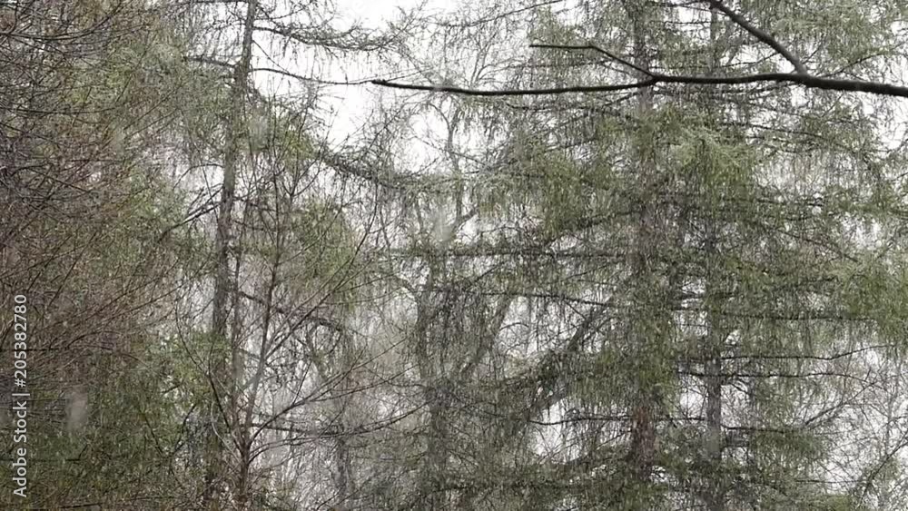 Abnormal weather. Snow goes on a green trees in the spring. slow motion Abnormal weather. Snow goes on a green trees in the spring. slow motion