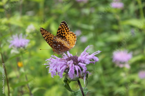 Flutterby photo