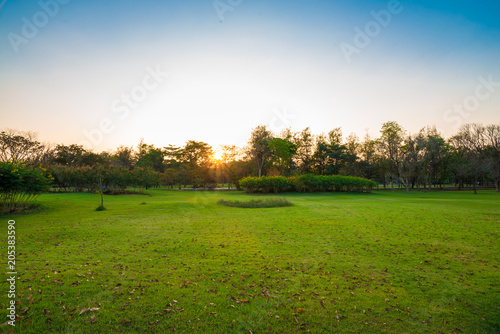 Beautiful park green scenery with meadow grass field