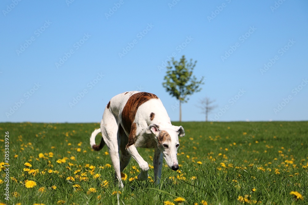 beautiful galgo is walking on a field with dandelions beautiful galgo is walking on a field with dandelions