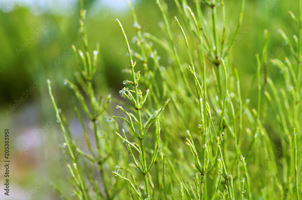 Equisetum stems close-up. Dew drops on green Equisetum. Green grass stems and water drops. Equisetum stems close-up. Dew drops on green Equisetum. Green grass stems and water drops.