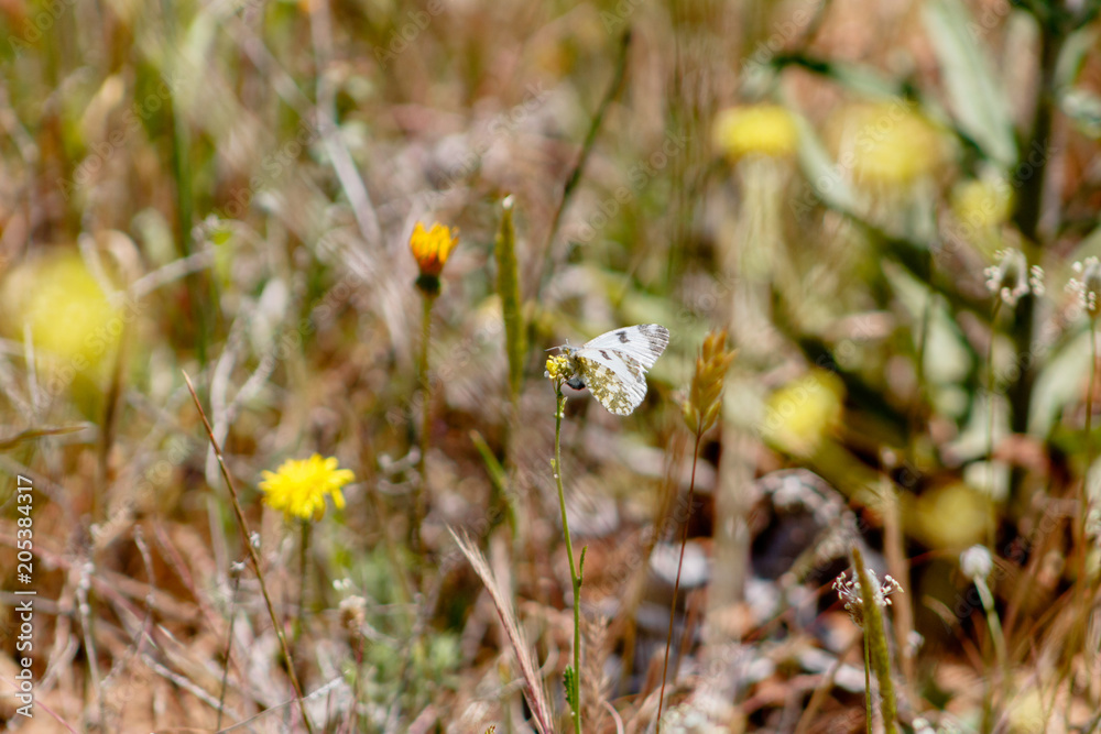 a butterfly perched on a flower a butterfly perched on a flower