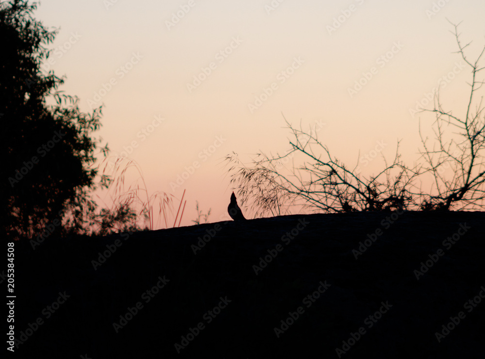 small bird in landscape