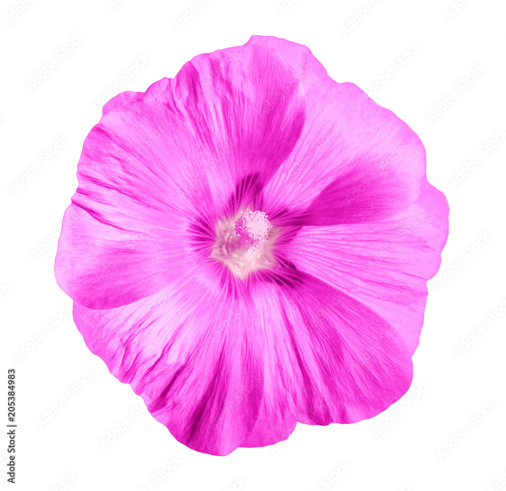 Flower lilac Lavatera isolated white background with clipping path. Closeup with no shadows. Element of design. Flower lilac Lavatera isolated white background with clipping path. Closeup with no shadows. Element of design.