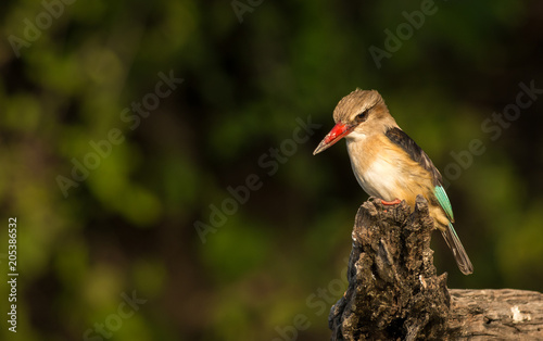 Brown hooded Kingfisher