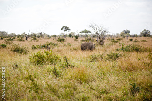 A large white rhino walks in the bush  Kruger Park  South Africa.