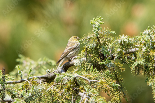 Wallpaper Mural Greenfinch on tree Torontodigital.ca