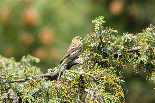 Wallpaper Mural Greenfinch on tree Torontodigital.ca