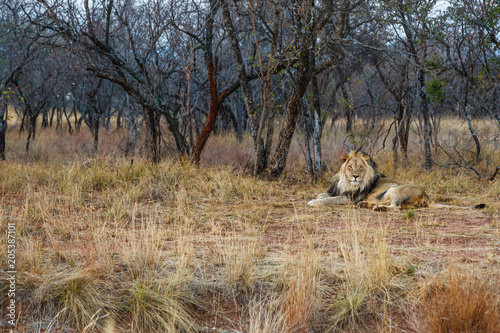 Fototapeta Naklejka Na Ścianę i Meble -  A male lion sits in the grass waiting. Limpopo, South Africa.
