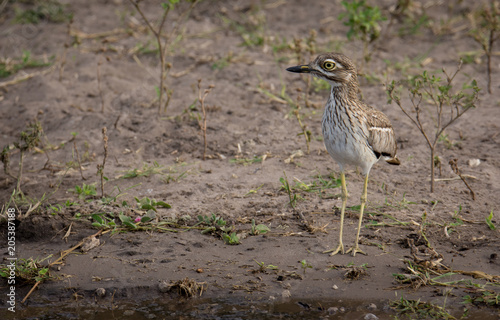 Water Thick knee photo