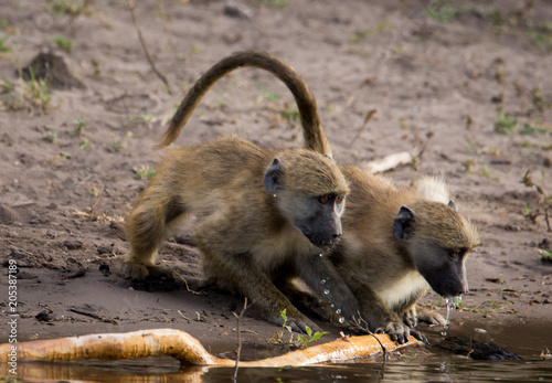 Baboons scared by water