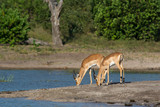 Impala on the river