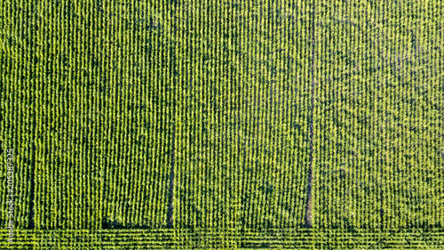 Soy Crop Aerial View