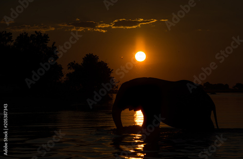 Chobe elephant silhouette