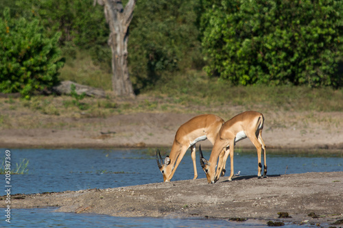Fototapeta Naklejka Na Ścianę i Meble -  Impala on the river