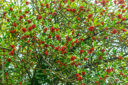 Image Of Red cherries on a branches just before harvest in early summer, Shot at London