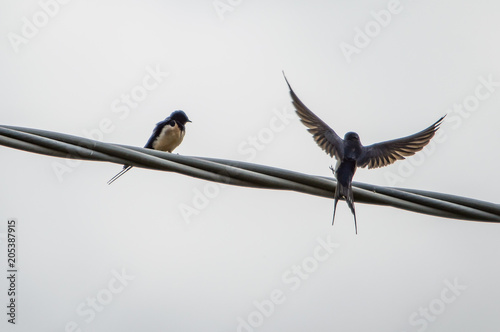 Wallpaper Mural swallow in the spring flight  Torontodigital.ca