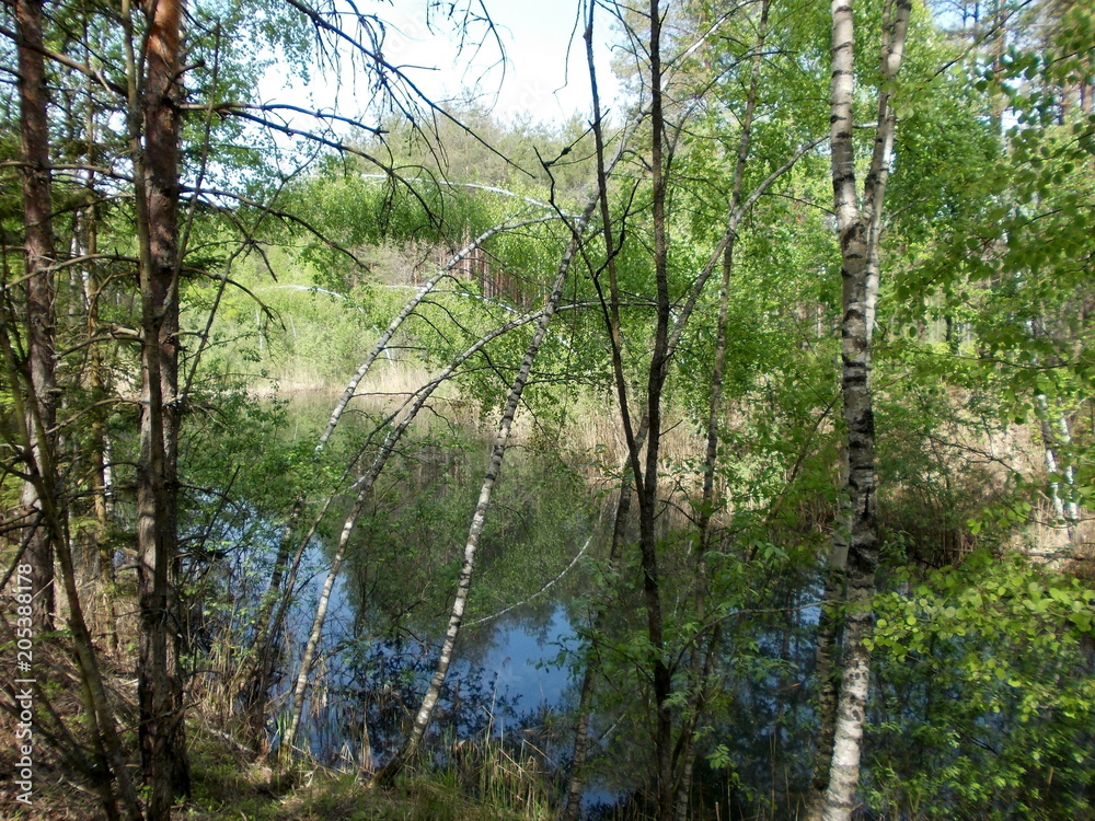 Fototapeta premium Водоем в лесу