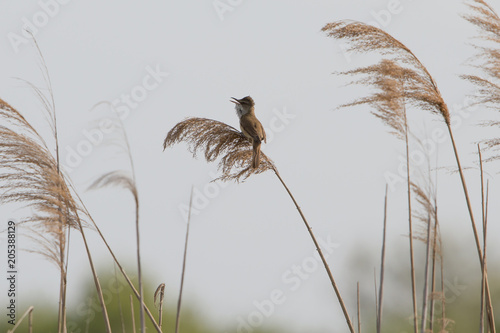 Wallpaper Mural reed warbler on reed  Torontodigital.ca