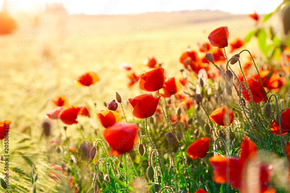 Naklejka premium Jasne maki o zachodzie słońca.