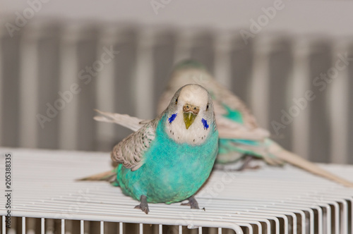 Wallpaper Mural blue small parrot Torontodigital.ca