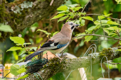 Wallpaper Mural curious jay on tree Torontodigital.ca