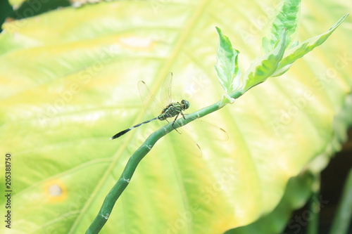 Dragonfly on green leaf