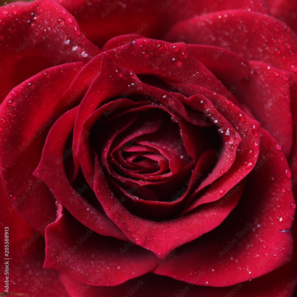 Close-up of fresh aroma red rose