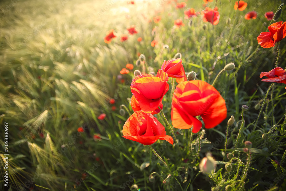 Obraz premium Bright poppies at sunset.